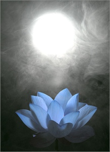 lotus moonlight